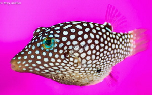 Neon Polka Toby. by Tony Cherbas 